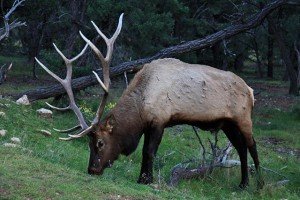 Bull Elk in South Rim Forest