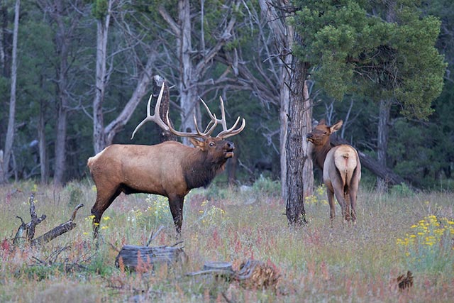 Elk in Rut