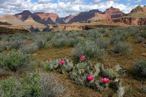 Tonto Platform Near Plateau Point