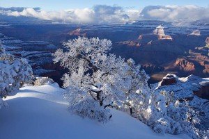 Frozen Pine