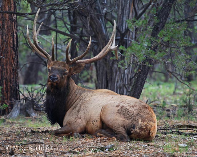 Bull Elk