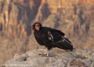 California condor at Grand Canyon